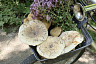 Саратовцы собирают в лесах груши и «разногрибье»  